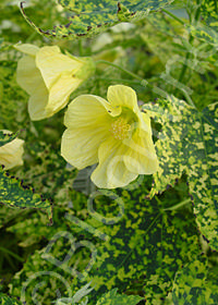 Abutilon pictum 'Thompsonii Yellow'